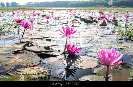 Water lilies bloom season in a large flooded lagoon in Tay Ninh, Vietnam. Flowers grow naturally when the flood water is high, represent the purity Stock Photo