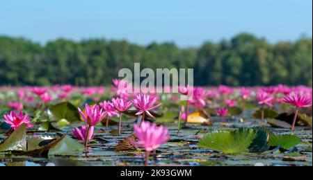 Water lilies bloom season in a large flooded lagoon in Tay Ninh, Vietnam. Flowers grow naturally when the flood water is high, represent the purity Stock Photo