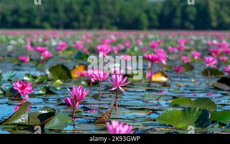 Water lilies bloom season in a large flooded lagoon in Tay Ninh, Vietnam. Flowers grow naturally when the flood water is high, represent the purity Stock Photo