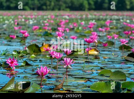 Water lilies bloom season in a large flooded lagoon in Tay Ninh, Vietnam. Flowers grow naturally when the flood water is high, represent the purity Stock Photo