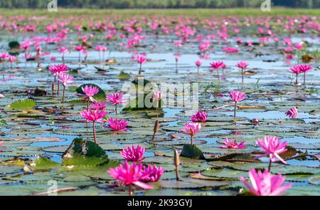 Water lilies bloom season in a large flooded lagoon in Tay Ninh, Vietnam. Flowers grow naturally when the flood water is high, represent the purity Stock Photo