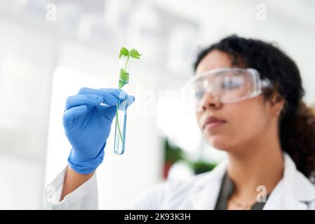 Some experiments need to be tended around the clock. a female scientist analyzing a plant in her laboratory. Stock Photo