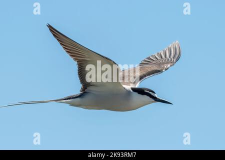 Bridled Tern, Onychoprion anaethetus at Beacon Island, Houtman Abrolhos Islands, WA, Australia Stock Photo