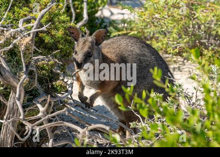 Tammar Wallaby, Notamacropus eugenii, at Houtman Abrolhos Islands, WA, Australia Stock Photo