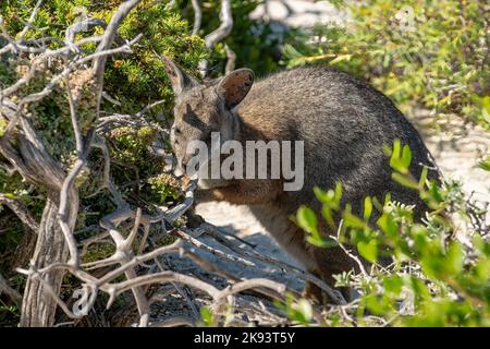 Tammar Wallaby, Notamacropus eugenii, at Houtman Abrolhos Islands, WA, Australia Stock Photo