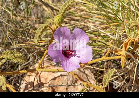 Alogyne huegelii, Purple Native Hibiscus Stock Photo