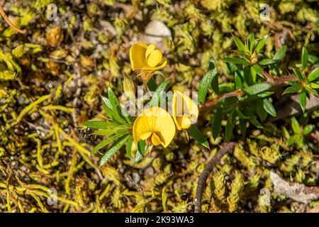 Pultenea pedunculata, Matted Bush-pea Stock Photo