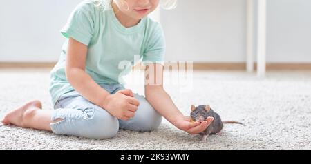 Domestic rat pet eats from the hands of a child. Copy space. Stock Photo
