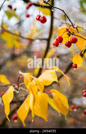 Wet crab apples with yellow leaves on branch at rainy day, close up. Fall concept. Stock Photo