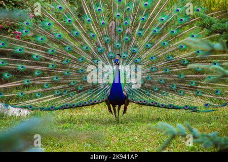 the peacock is an elegant creature Stock Photo