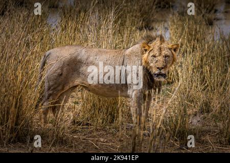 King og the jungle. Male lion in the grasslands of the Amboseli National Park, Kenya Stock Photo