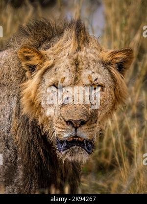 King og the jungle. Male lion in the grasslands of the Amboseli National Park, Kenya Stock Photo