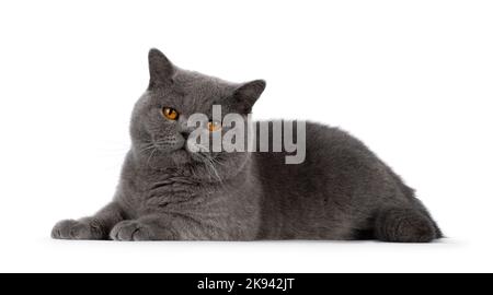 Handsome adult solid blue male British Shorthair cat, laying down side ways. Looking towards camera. Isolated on a white background. Stock Photo