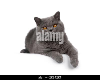 Handsome adult solid blue male British Shorthair cat, laying down facing front on edge with paws hanging down. Looking towards camera. Isolated on a w Stock Photo