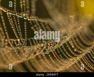 DroDrops of morning dew glisten on a cobweb against a dark backgroundps of morning dew glisten on the web Stock Photo