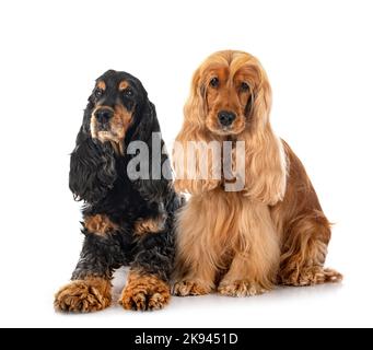 English Cockers Spaniels in front of white background Stock Photo