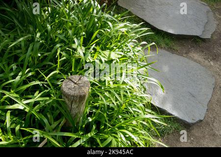 Grass suitable for edging paths in the garden, in shady areas Luzula sylvatica Stock Photo