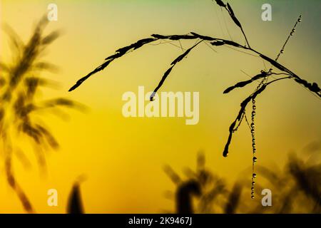 Dewdrops on a web of grass hanging from stems of grass glisten in the light of the morning sun Stock Photo