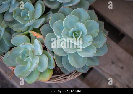Arrangement of succulents, cactus succulents in a planter. Echeveria succulent Stock Photo