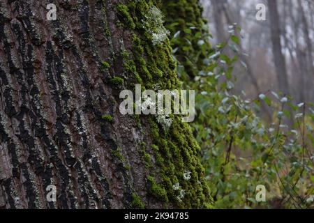 Evernia prunastri on the moss covered tree, autumn forest Stock Photo