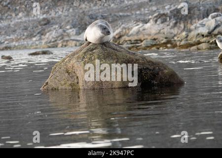 The harbor (or harbour) seal (Phoca vitulina), also known as the common seal, is a true seal found along temperate and Arctic marine coastlines of the Stock Photo