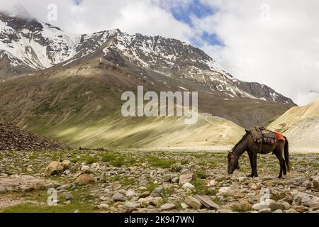 A brown horze grazing with a snow capped Himalayan mountain in the background in the Zanskar region of Ladakh in India. Stock Photo