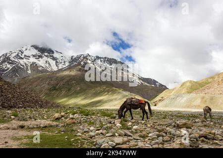 Beautiful landscape of snow capped Himalayan mountain peaks above a brown horse grazing by a riverside meadow in Zanskar. Stock Photo