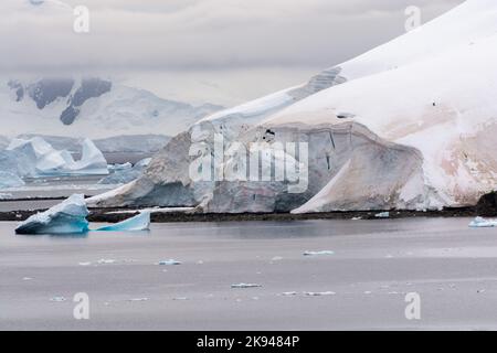 snow algae on ice and snow shoreline of cuverville island. errera channel. antarctic peninsula. antarctica Stock Photo