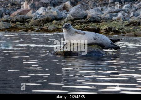 The harbor (or harbour) seal (Phoca vitulina), also known as the common seal, is a true seal found along temperate and Arctic marine coastlines of the Stock Photo