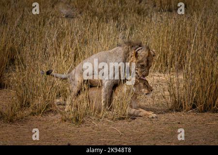 A mating lion couple in the grasslands of the Amboseli National Park, Kenya Stock Photo