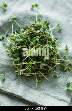Fresh organic radish micro green on textile background Stock Photo