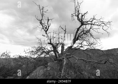 Sentinel Tree at Red Mountain monochrome 2 Stock Photo - Alamy