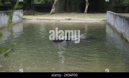 Dirty Indian one horned rhinoceros swimming Indian rhino in the water in the muddy water. In Chennai Arignar Anna Zoological Park or Vandalur Zoo. Stock Photo