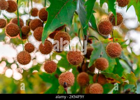 Plane tree seed ball or fruit. Sycamore maple leaf or seed raw. Green and blurry background selective focus on young plane tree seed and leaves. Stock Photo