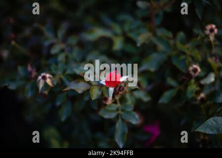 Red rose bud on dark green leaves background. Red or red rose bud with green leaves. Concept idea plant photo. Selective focus effect. Stock Photo
