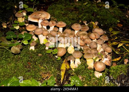 Many honey mushrooms growing between moss, also called Armillaria ostoyae or dunkler hallimasch Stock Photo