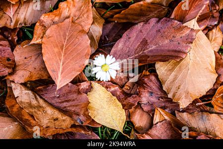 A single daisy amongst fall-autumn leaves on a grass field Stock Photo