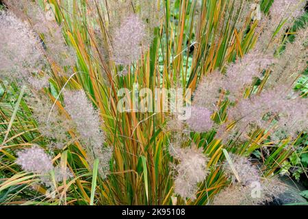Autumn, Molinia, Grass, Purple moor-grass, Molinia caerulea 'Heidebraut! Stock Photo