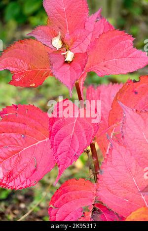 Autumn, Hydrangea,Leaves, Stem,Hydrangea macrophylla, Bigleaf Hydrangea Red leaves plant in October Stock Photo