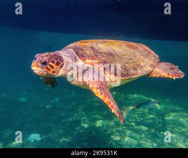 Underwater picture of a Loggerhead sea Turtle, ( Caretta caretta) Eastern Mediterranean Sea, Paphos, Cyprus Stock Photo