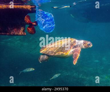 Underwater picture of a Loggerhead sea Turtle, ( Caretta caretta) Eastern Mediterranean Sea, Paphos, Cyprus Stock Photo