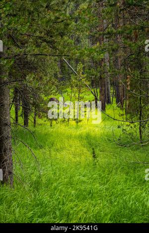Small Pine Tree Grows In Bright Green Gap Between Larger Trees in Yellowstone forest Stock Photo
