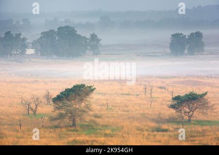 fog covers the heathland, aerial view, Belgium, Antwerp, Kalmthout, Kalmthoutse heide Stock Photo