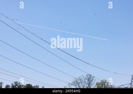 sand martin (Riparia riparia), lots of sand martins resting on a power line during migration, condensation trails in the background, Germany, Bavaria Stock Photo