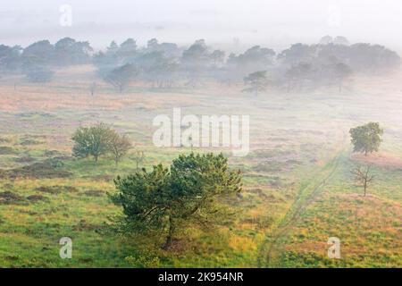 fog covers the heathland, aerial view, Belgium, Antwerp, Kalmthout, Kalmthoutse heide Stock Photo