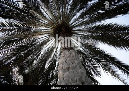 Flourished big palm tree from the desert Stock Photo