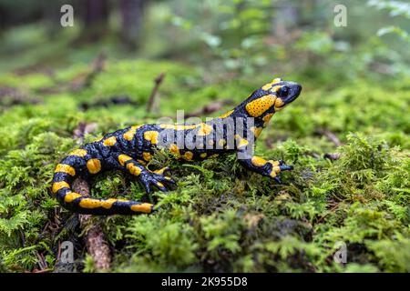 European fire salamander (Salamandra salamandra), large male, spotted form, Germany, Bavaria, Isental Stock Photo