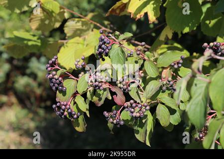 Cornus sanguinea subsp. australis, Cornaceae. A wild plant shot in the fall. Stock Photo