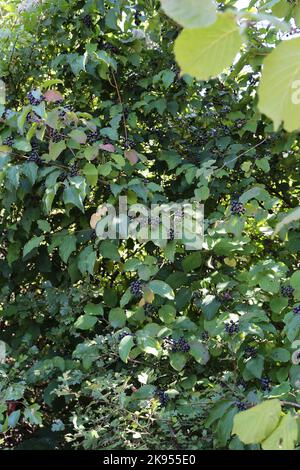 Cornus sanguinea subsp. australis, Cornaceae. A wild plant shot in the fall. Stock Photo