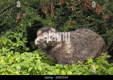 raccoon dog (Nyctereutes procyonoides), secures in thicket of a forest, Germany Stock Photo